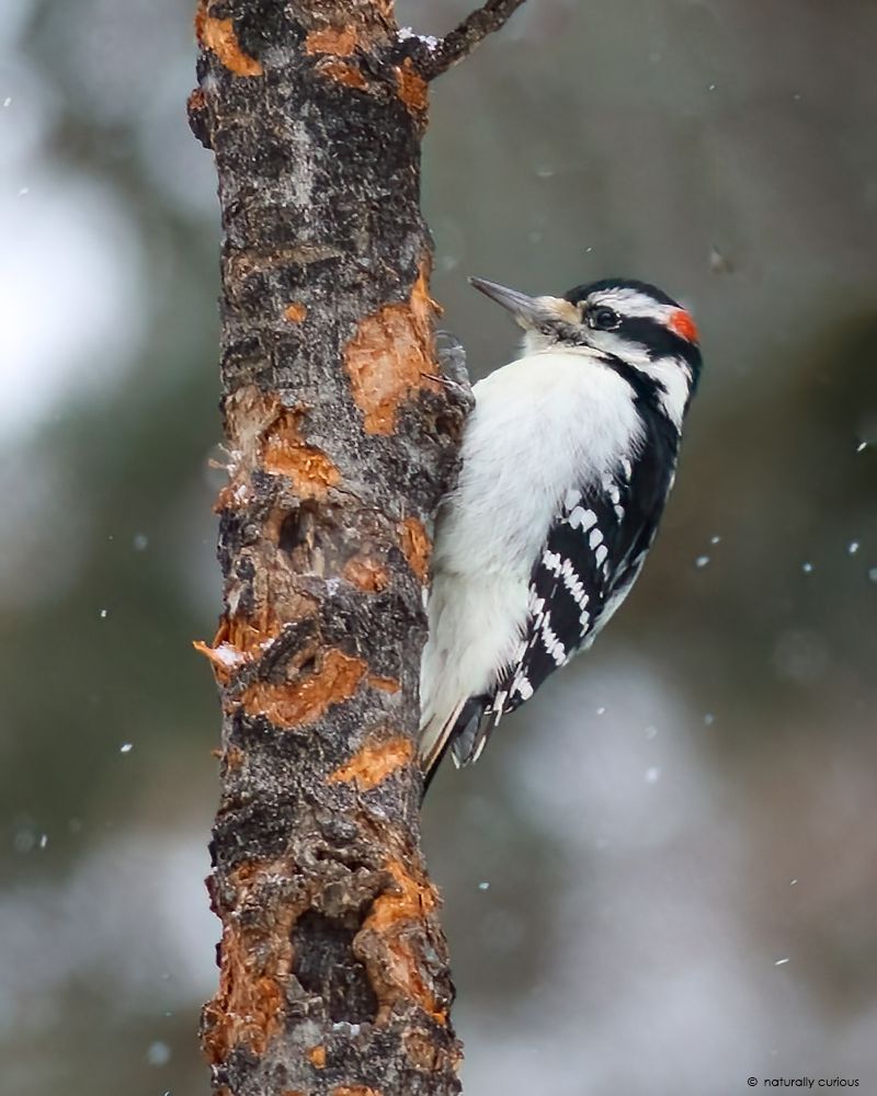 Woodpeckers Find Ticks In Hidden Crevices