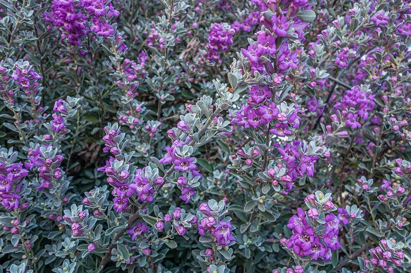Texas Sage Blooms When The Rain Comes