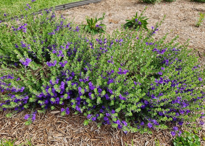 Skullcap Fills The Hot Rocky Edges