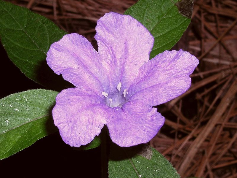 Carolina Wild Petunia Adds Gentle Hues