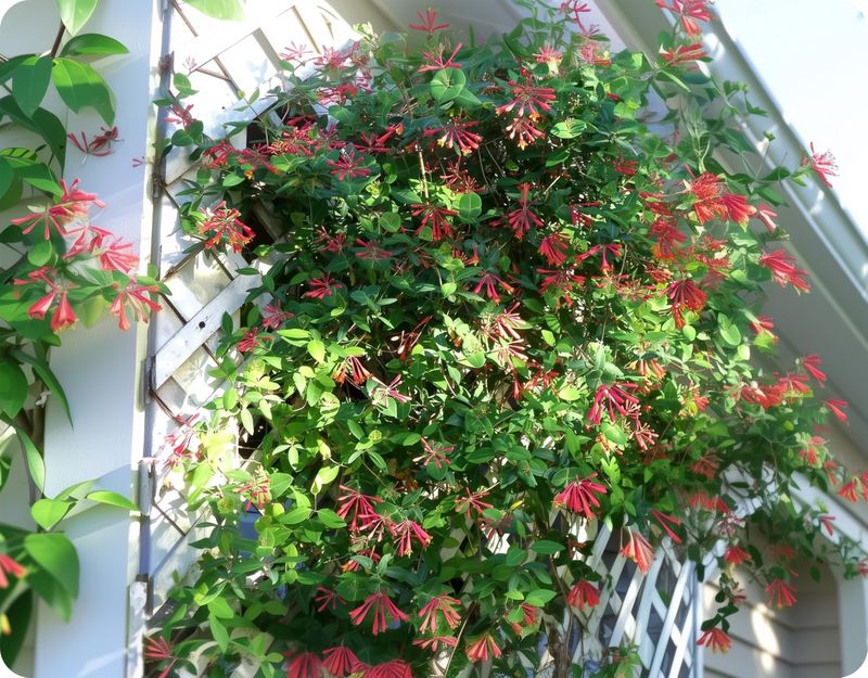 Coral Honeysuckle Offers Nectar And Shelter