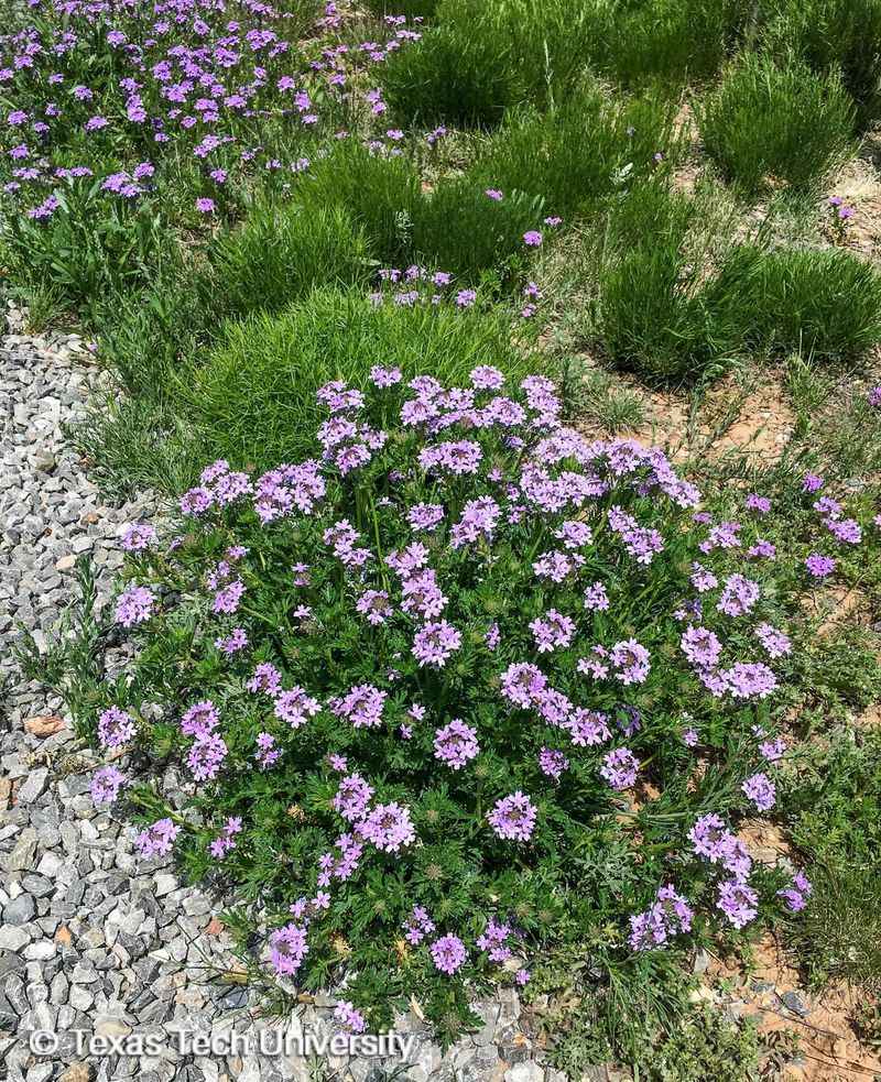 Prairie Verbena Carpets The Ground In Blue