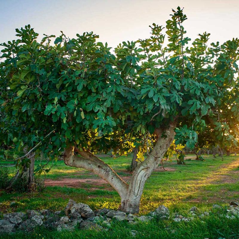Fig