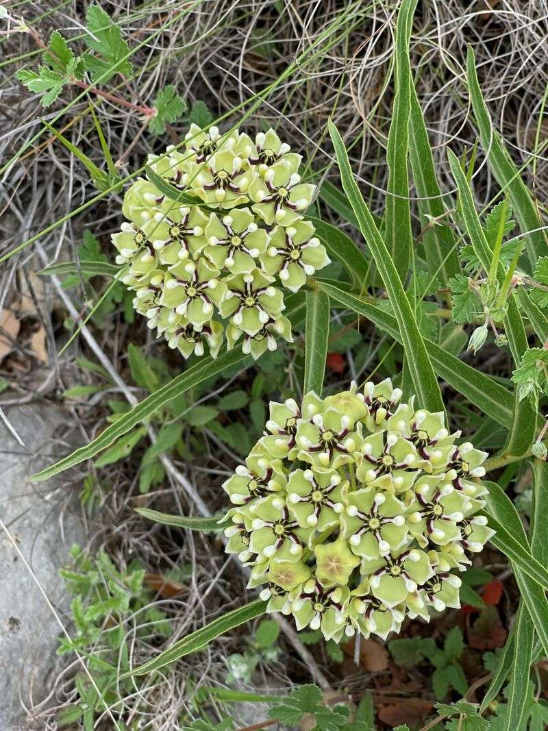Native Milkweeds Feed The Monarch Migration