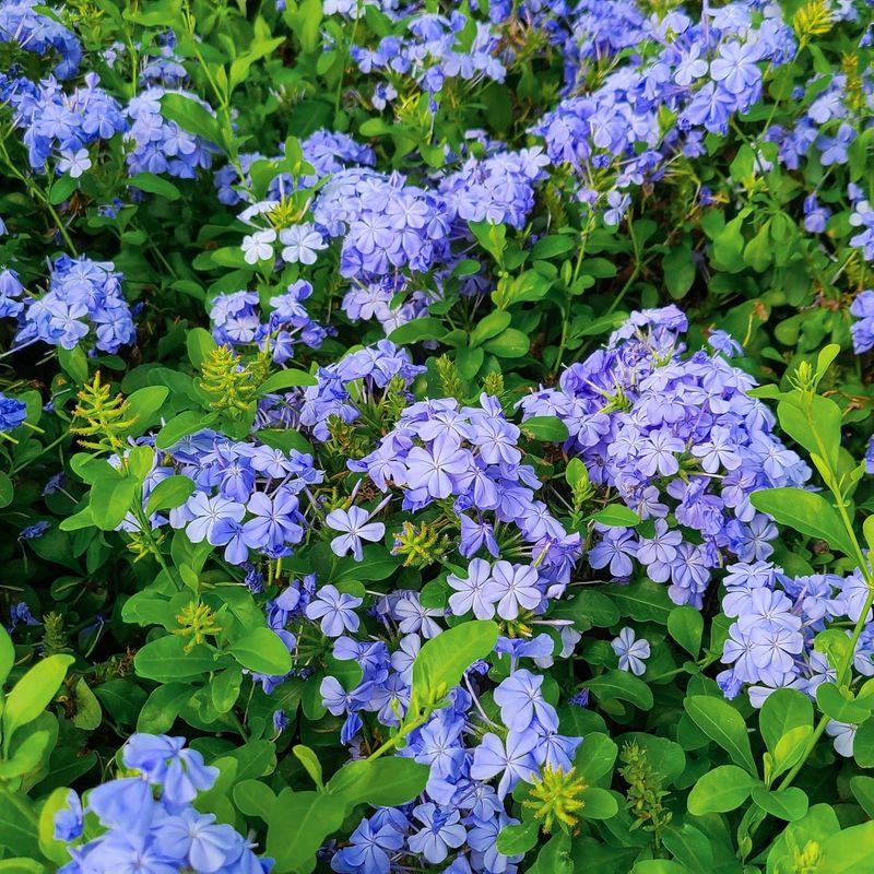 Blue Plumbago's Cousin Handles The Gulf Coast