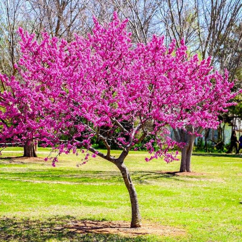 Redbud Native Plant Nursery, Media