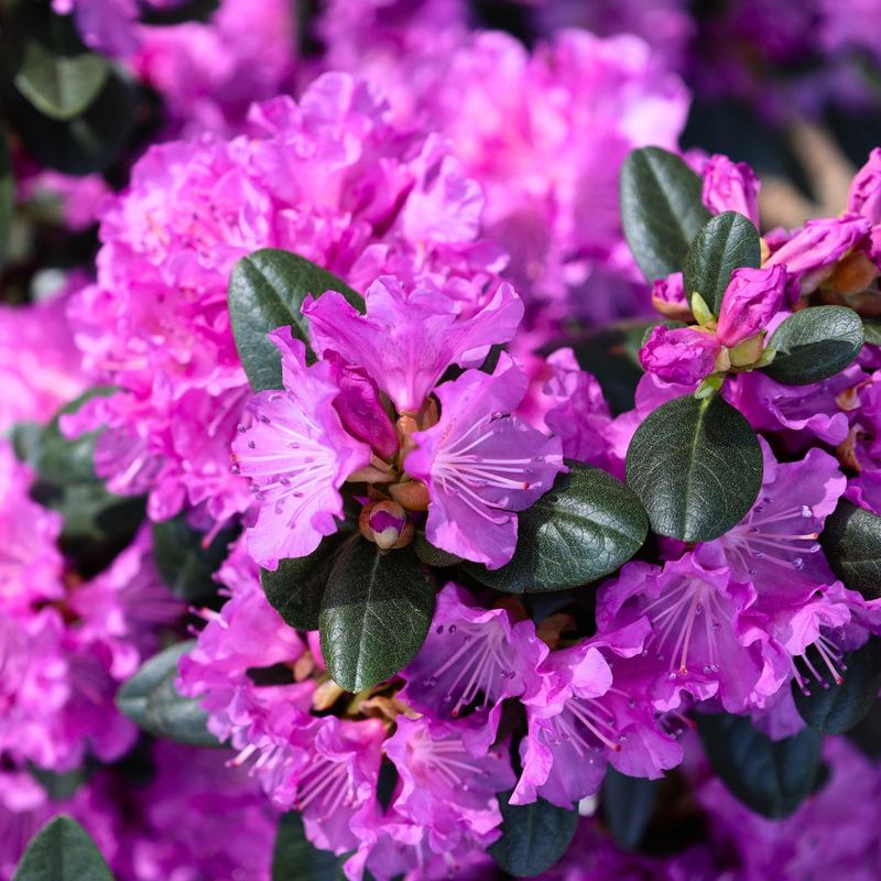 PJM Rhododendron Blooms In Early Spring