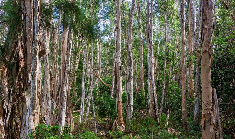 Melaleuca Trees Form Living Walls That Harm Everglades