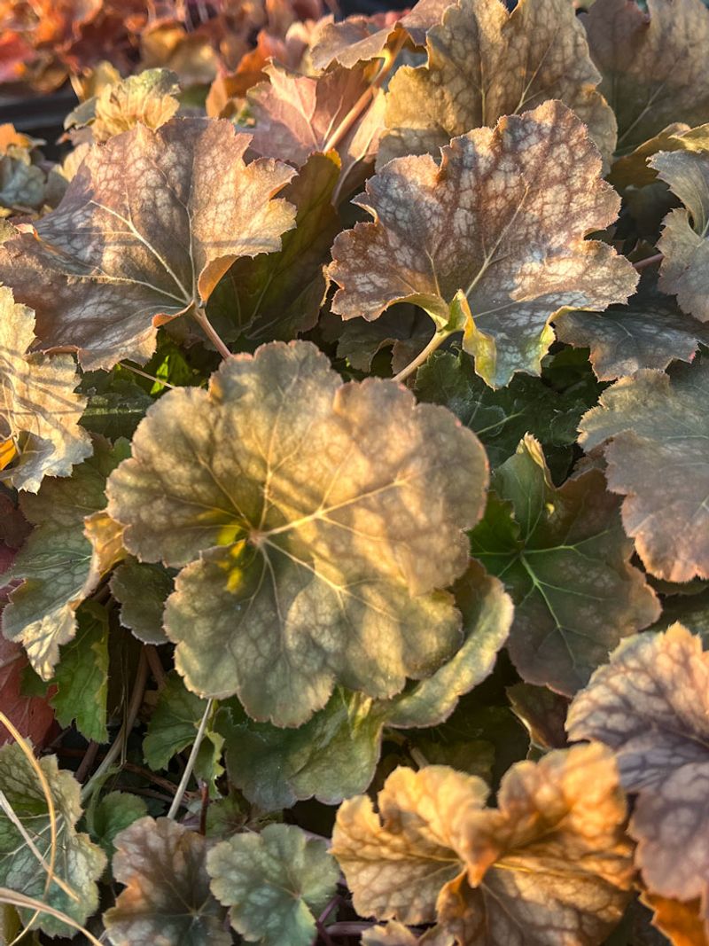 Appreciate The Subtle Charm Of American Alumroot