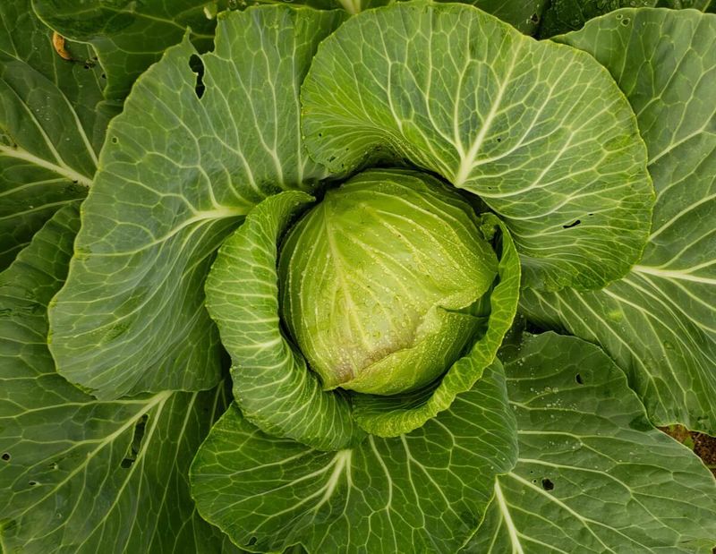 Cabbage Forms Tight Heads In Cooling Weather
