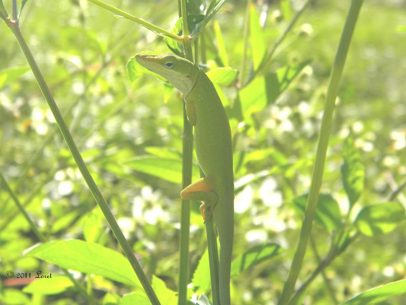 Layered Habitat Supports The Lizards Already There