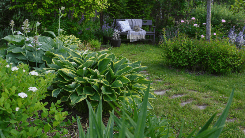A Better Hosta Routine Uses Restraint