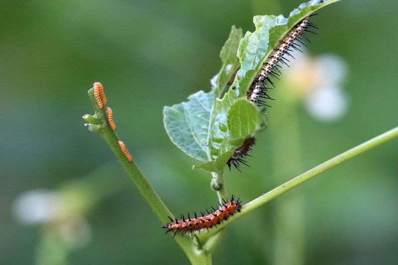 Set A Realistic Standard For Garden Success