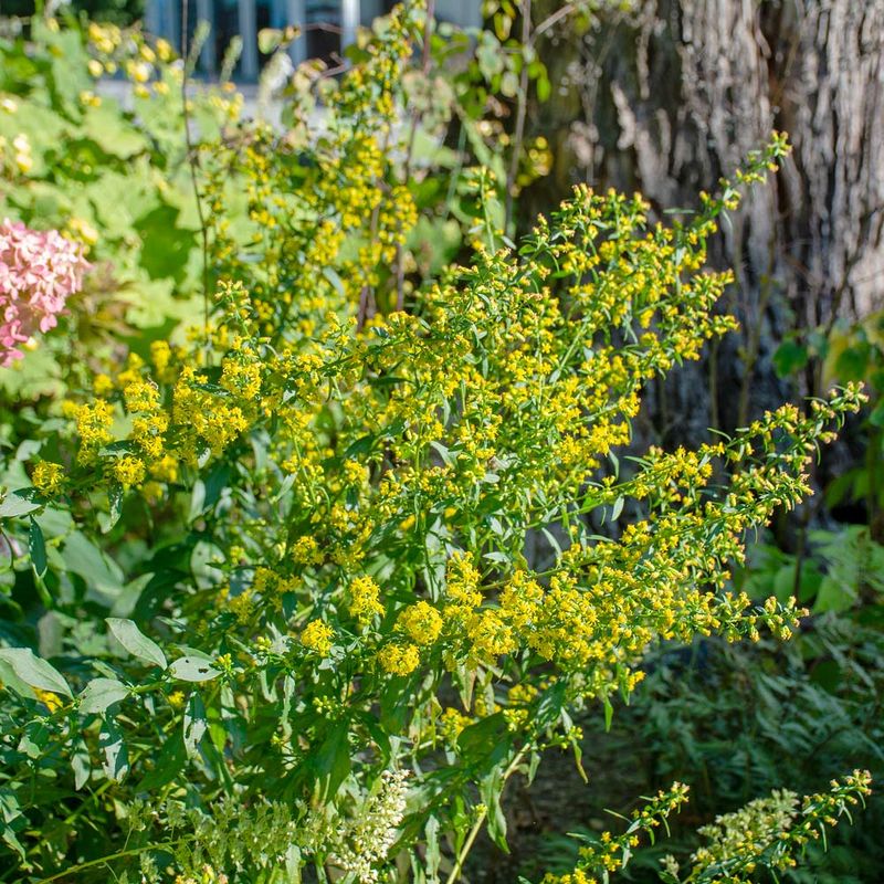 Support Seeds And Insect Prey