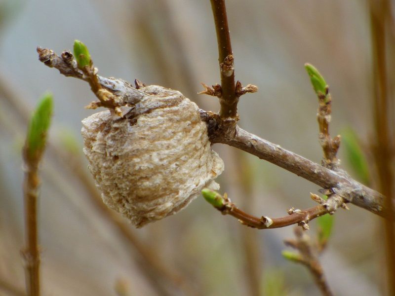 Protect Mantis Egg Cases Outdoors
