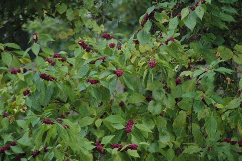 Choose Florida Plants That Fit the Site
