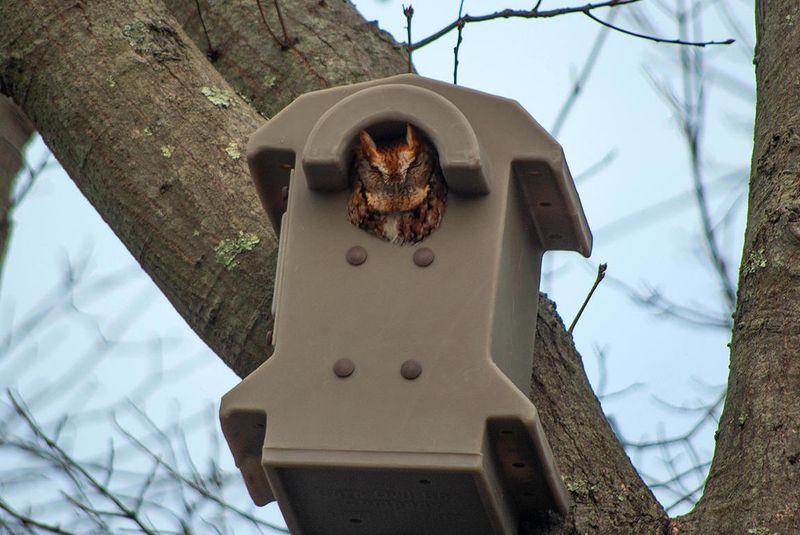 When a Nest Box Makes Sense