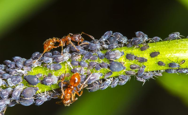 Check Whether Ants Are Guarding the Aphids