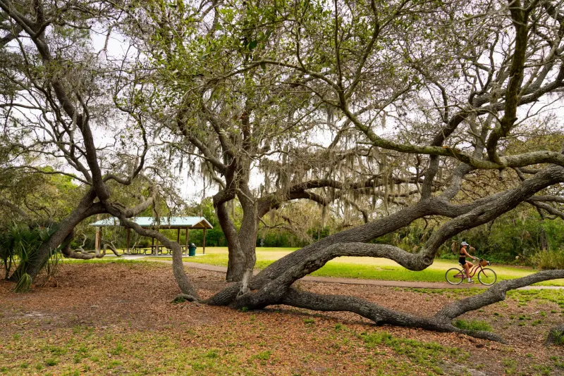 Protect The Oak And Manage Yard Hazards