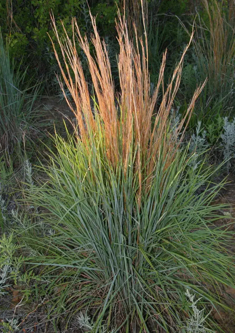 Let Native Grass Provide Ground-Level Shelter