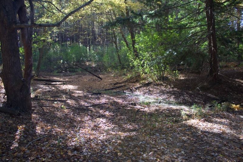 Match Spicebush To The Right Corner