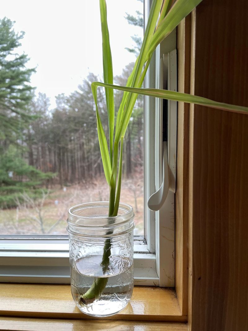 Root Lemongrass Then Give It Room