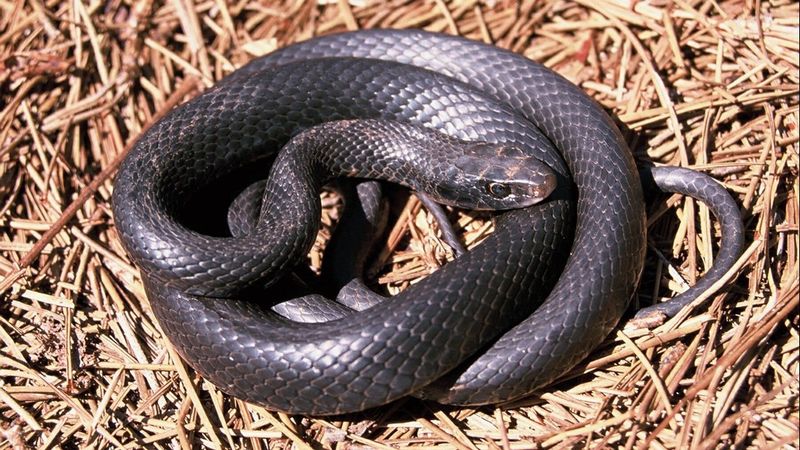 Respond To An Unidentified Snake Without Handling It