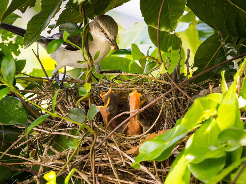 Protect The Nest And The Food Web