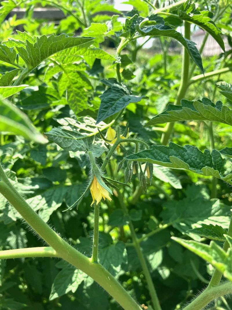 Use a Crop-Specific Fruit-Set Checklist
