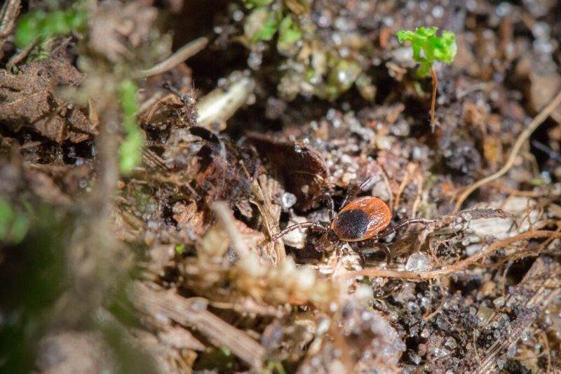 Keep Leaf Litter in the Right Place