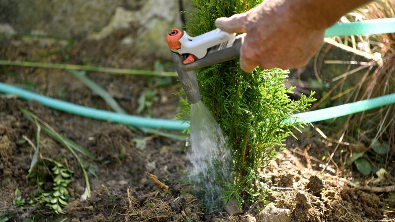 Water for Establishment and Recovery