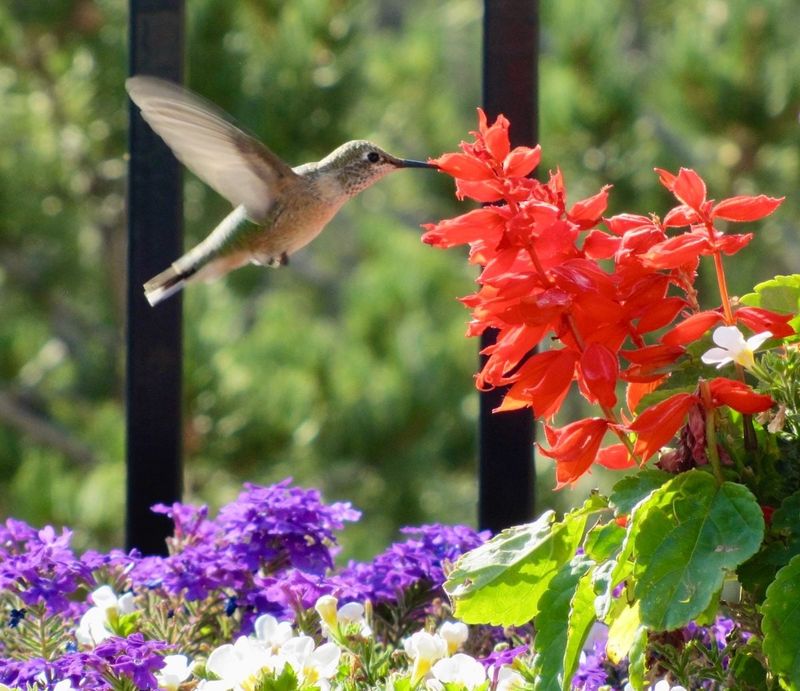 The Honest Payoff for a Florida Yard