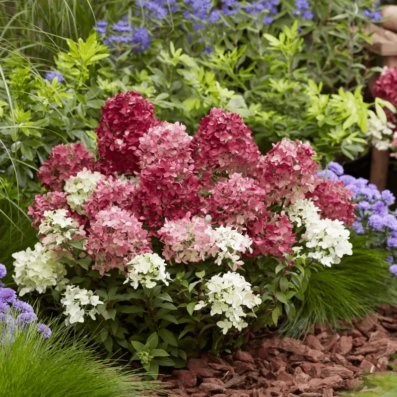 Decide Whether Its Limits Fit Your Yard
