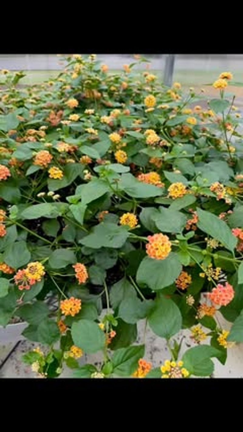 Match the Cultivar to the Space and Winter
