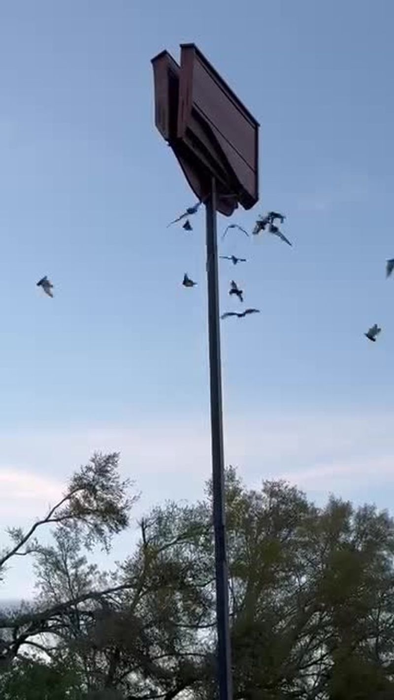 Protect the Bats and the Rest of the Yard