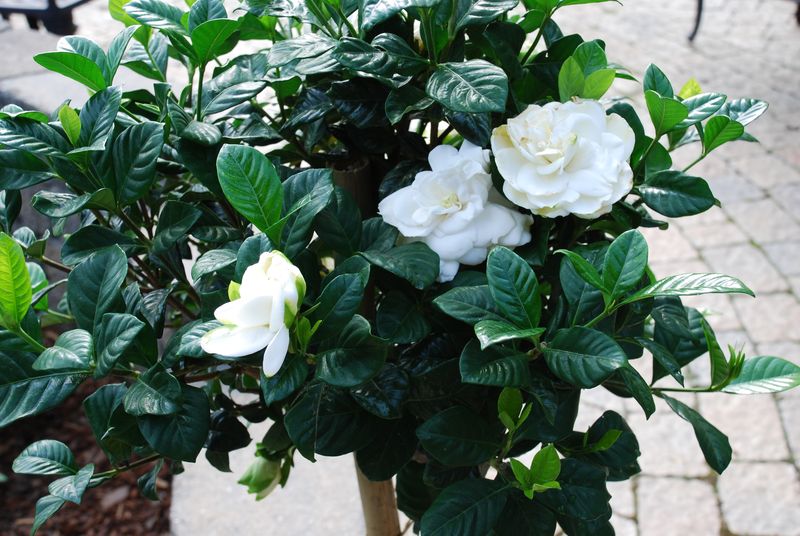 July Heat Can Pause the Flowers