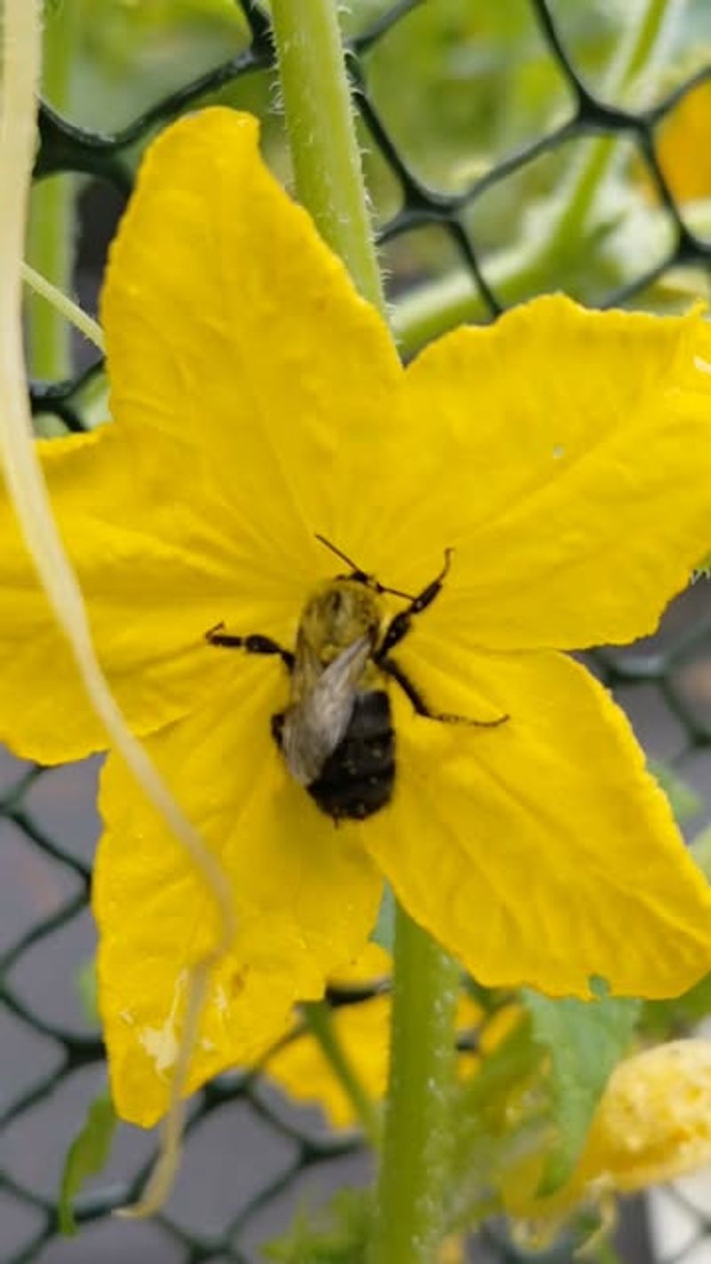 Other Garden Crops May Need Insects More