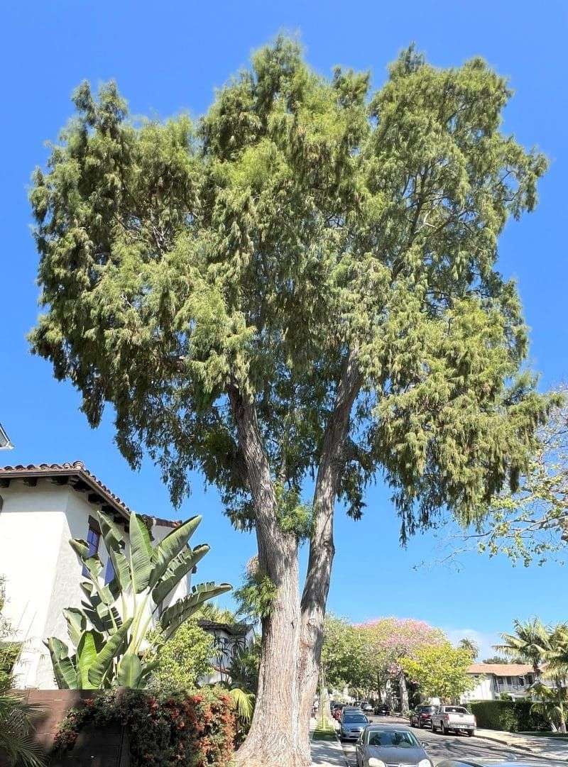 Montezuma Cypress Brings Evergreen Feel Without The Wilt Risk
