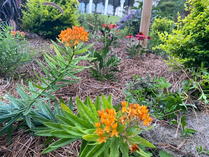 A Flower-Filled Yard May Still Offer Incomplete Habitat