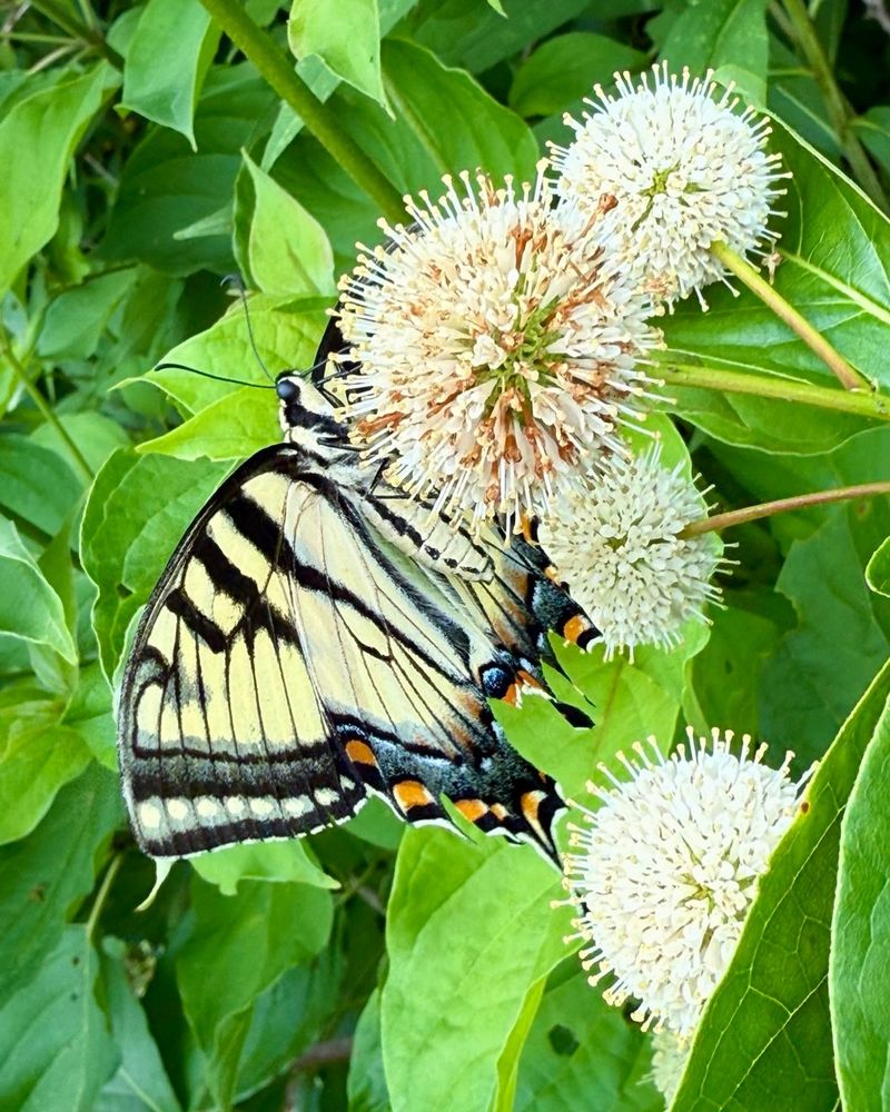 Buttonbush Does More Than Offer A Nectar Stop