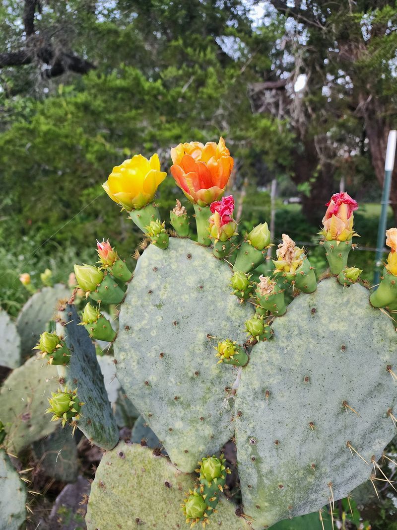 Prickly Pear Cactus Stands Tall In Dry Times