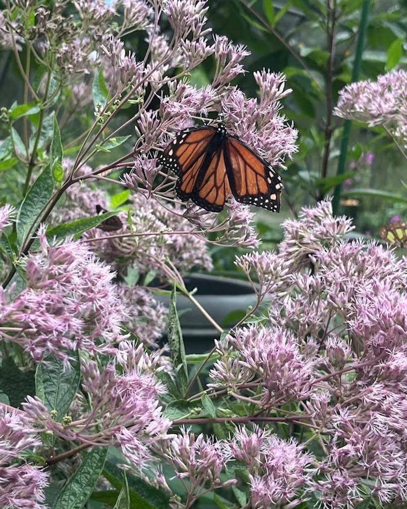Joe Pye Weed Handles The Wet Low Spots