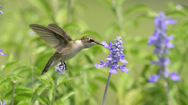 Agastache Is Hummingbird Heaven In The Carolina Sun
