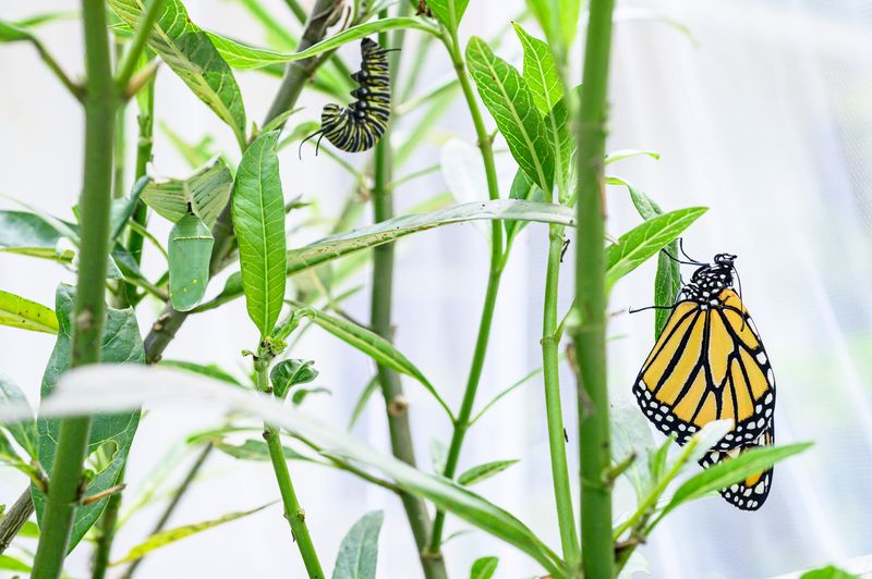 Milkweed Raises Caterpillars, Nectar Feeds Adults