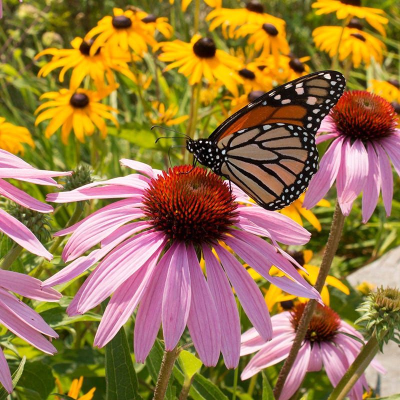 Purple Coneflower Offers Nectar And Beauty