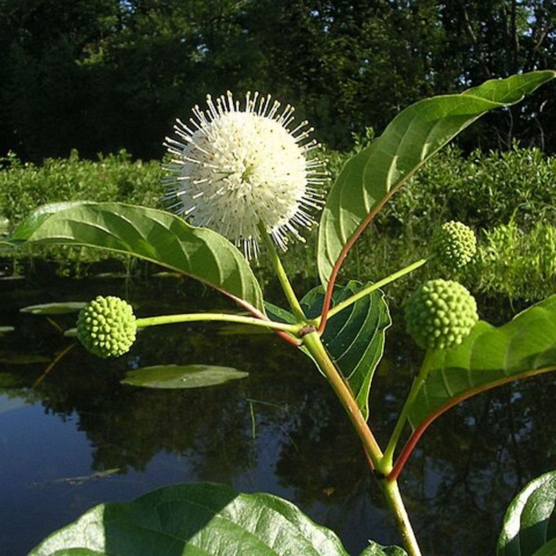 Match The Shrub To Where Water Gathers