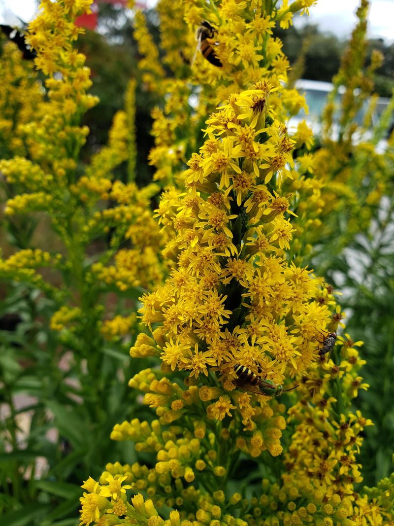 Goldenrod Provides Layered Protection And Nectar