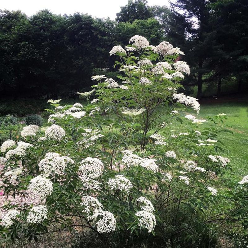 Common Elderberry Grows Fast And Gives Fast