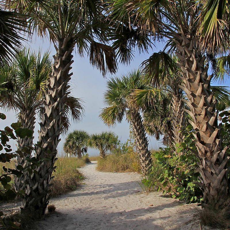 Sabal Palm, The State Tree's Quiet Strength