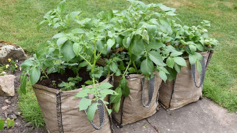 Use Local Weather And Safe Growing Practices